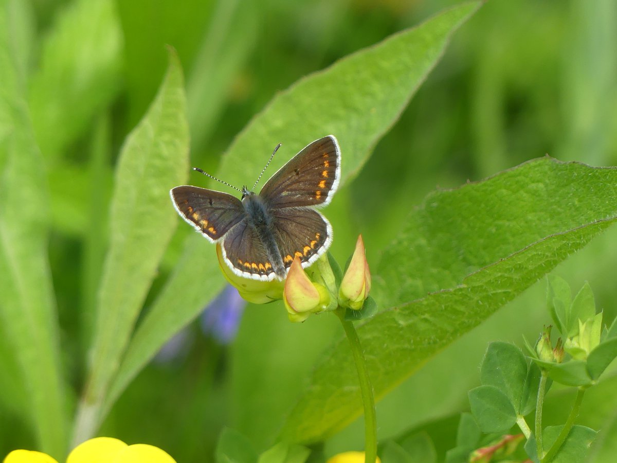 Wild_NEScot's tweet image. Lunchtime at @wildlifebcn Woodwalton Marsh, mostly trying to get the new Common Blues/Brown Argus to either look blue or show a forewing so I can get in a bit of practice trying to ID them by sight again. @bc_cambs_essex #butterflies #springproblems