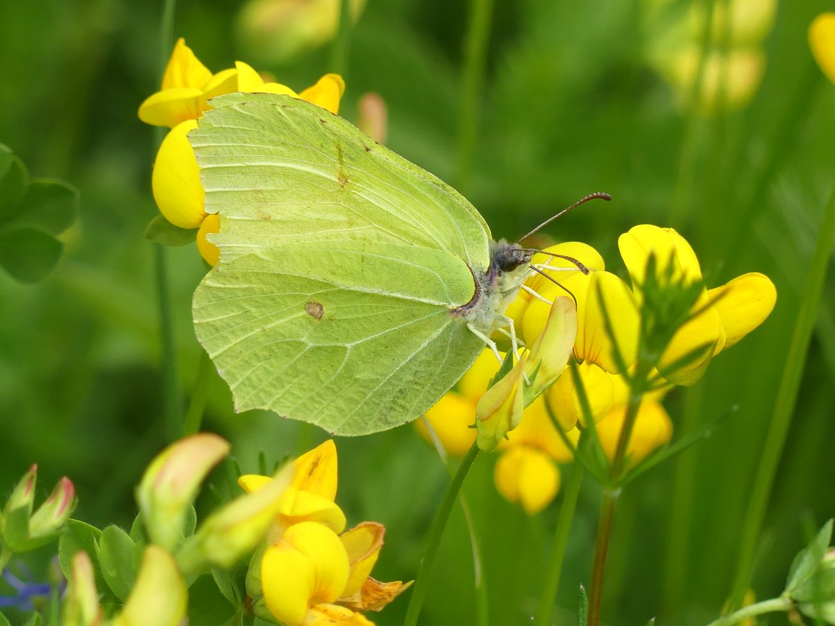 Wild_NEScot's tweet image. Lunchtime at @wildlifebcn Woodwalton Marsh, mostly trying to get the new Common Blues/Brown Argus to either look blue or show a forewing so I can get in a bit of practice trying to ID them by sight again. @bc_cambs_essex #butterflies #springproblems