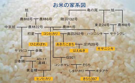 hejrekati2021's tweet photo. とても大切なメッセージでありがとうございます。深い意味を理解するのに
このお米の家系図をご覧いただきたい。　

このお母さんが
『そりゃ美味しいかもしれんが‥』と冒頭でいう“”でんぷん質の多い米“”とは

カンタンに言うとつまりここにある
コシヒカリ以降の品種のことです。

モッチモチ甘いというのはアミロペクチンという粘りある高分子でんぷん質で
それが100%の餅米に近づけるように改良されていきました。
その分虫に食べられやすくなるので農薬もバンバン増えてった。

そして西洋化基準に消費者である
僕たちがトレンドに流され、それを追うようにJAや農家がモチモチ甘いもの追随せざるを得なくなったのかもしれない。
特に外食は。

図をよく見ると
昭和のスーパーにはよく見られた
ササニシキの系統は途絶えています。

今や絶滅の危機と言って過言ではありませんが、お寿司にも合うさっぱりした
ササニシキはアミロペクチンも適度で血糖値の上がり方もコシヒカリ系統に比べて緩やかです。お米の品種こそGI値で比較されるべきなのでが、そんな健康的なお米を僕たちは遠ざけてしまいました😢

昔の日本人はすごいわかっていて
餅米はお祭りや祝い事のハレの日しか食べないでしょう❓
チカラは出るが食べ過ぎると体に良くないことを体験的に知ってたのだ時思う。

2025年に秋田県のあきたこまち全量切り替えという暴挙にでた放射線育成米の
📡あきたこまちR📶
https://t.co/kUVbvA4bzJ
ウクライナが❓カドミウム吸収❓
恐怖を煽ったニセ科学誘導です。

種苗法のワナで見事にに一般品種を
農研機構という田んぼCO2温暖化詐欺に踊らされてる
https://t.co/sntIZJElLw
ワクチンで言うところの国立感染症研修所のような権威に権利を握られてます。

でも考えようによっては、これを機会に健康な在来米に戻るチャンスとも思ってます。誰だって放射線米なんて魅力感じませんから。

これを機に品種改良前の
『亀の尾』『あさひ』といった
明治期の在来種の自然栽培に原点回帰
しませんか⁉️
わかっているだけの無肥料多収ノウハウは体験を通じて全てお伝えしてます。

#NPO伊豆田んぼプロジェクト

全国の同志に広がることを願っています。長文お読みくださりありがとうございます😊