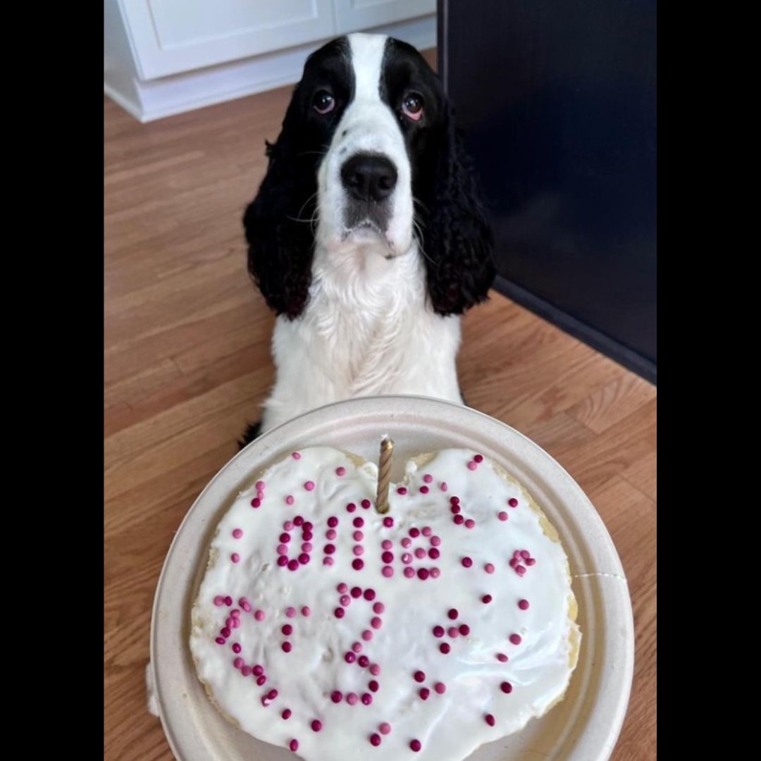 🎉 Brace yourselves, everyone! Someone special just turned 3! 🎂It's been an amazing day filled with loads of fun and adventure! 💦 We embarked on an exciting hike through the beautiful woods, exploring nature's wonders and enjoying the fresh air. 🌲

#puppycakellc #cakefordogs