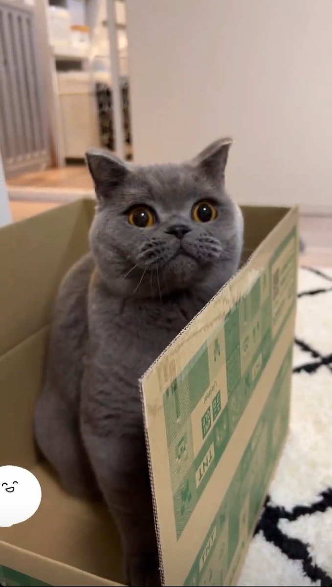 Nama: Asep
Tempat kesukaan: kardus