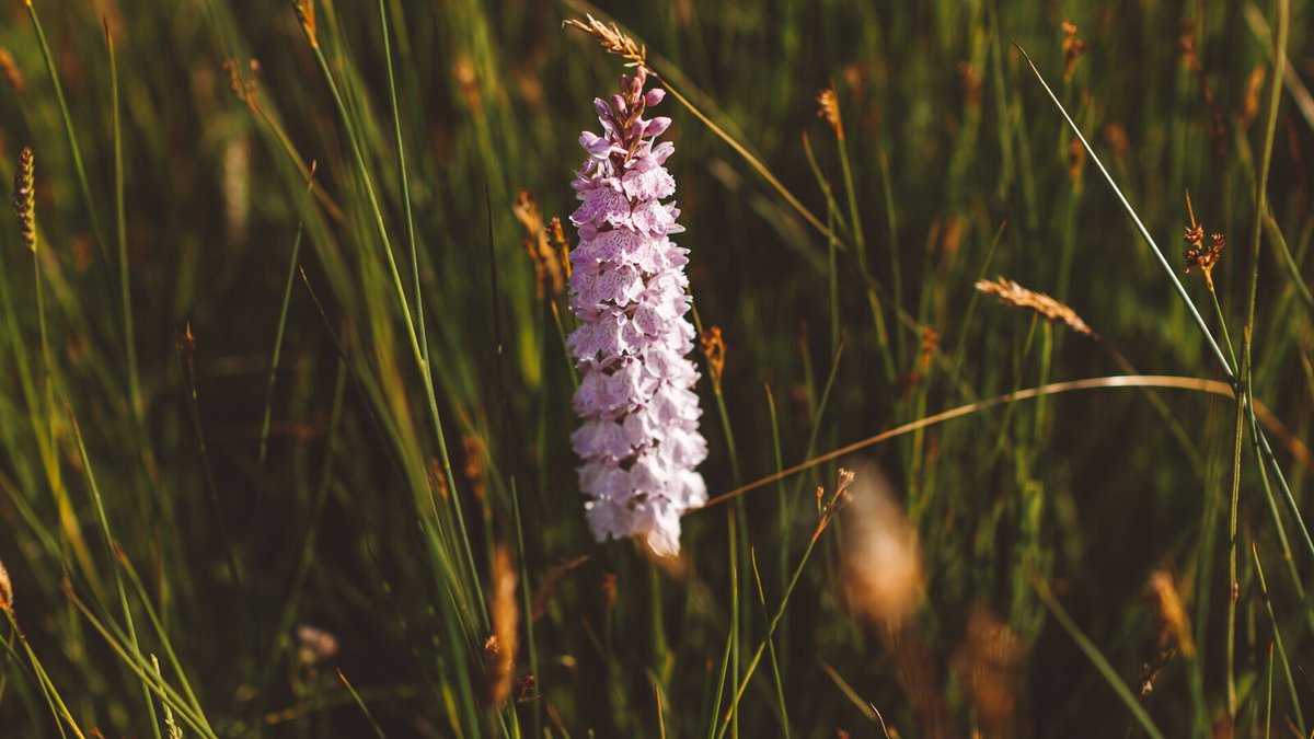 I love Jersey tweet media