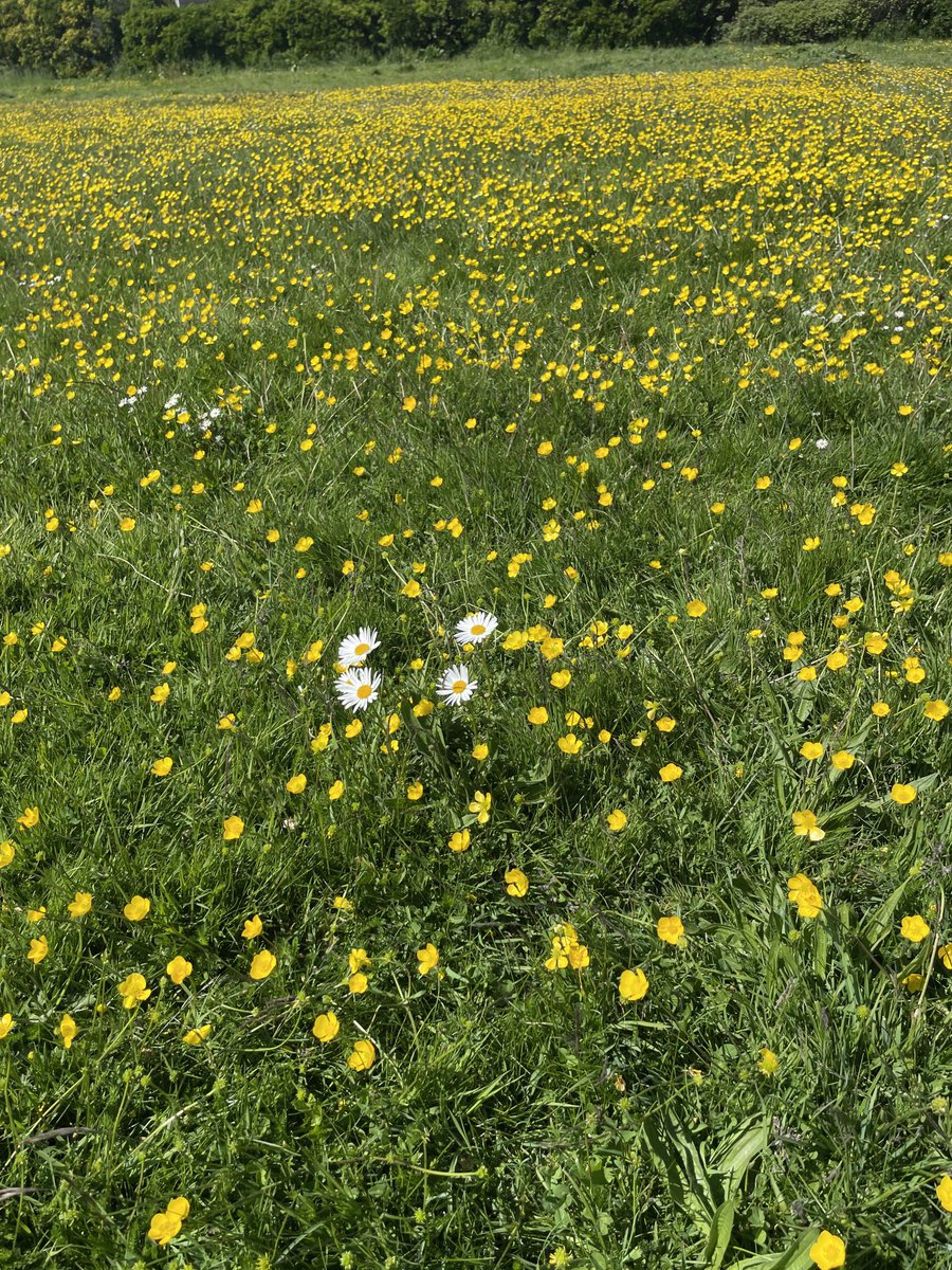 WorthingCan's tweet photo. The ‘meadow’ on West Parade is beautiful. Buttercups, daisies, clover and ox-eye daisies appearing too. Lots of bees and butterflies about.
Hope it can stay! 🤞🤞
@adurandworthing @vicki4labour #NoNowMay #wildflowers https://t.co/y5RLBbAWzP