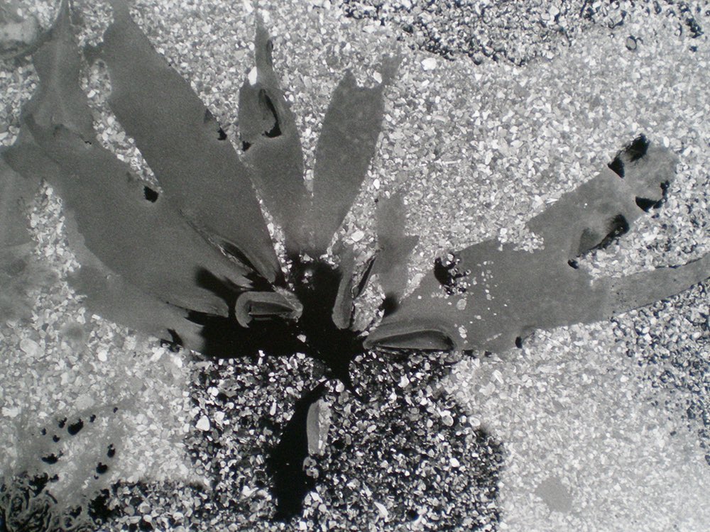 Today’s #artistoftheday is #botanical  and #watercolour #artist and #photographer Alison Day

instagram.com/p/CstTg78oqsJ