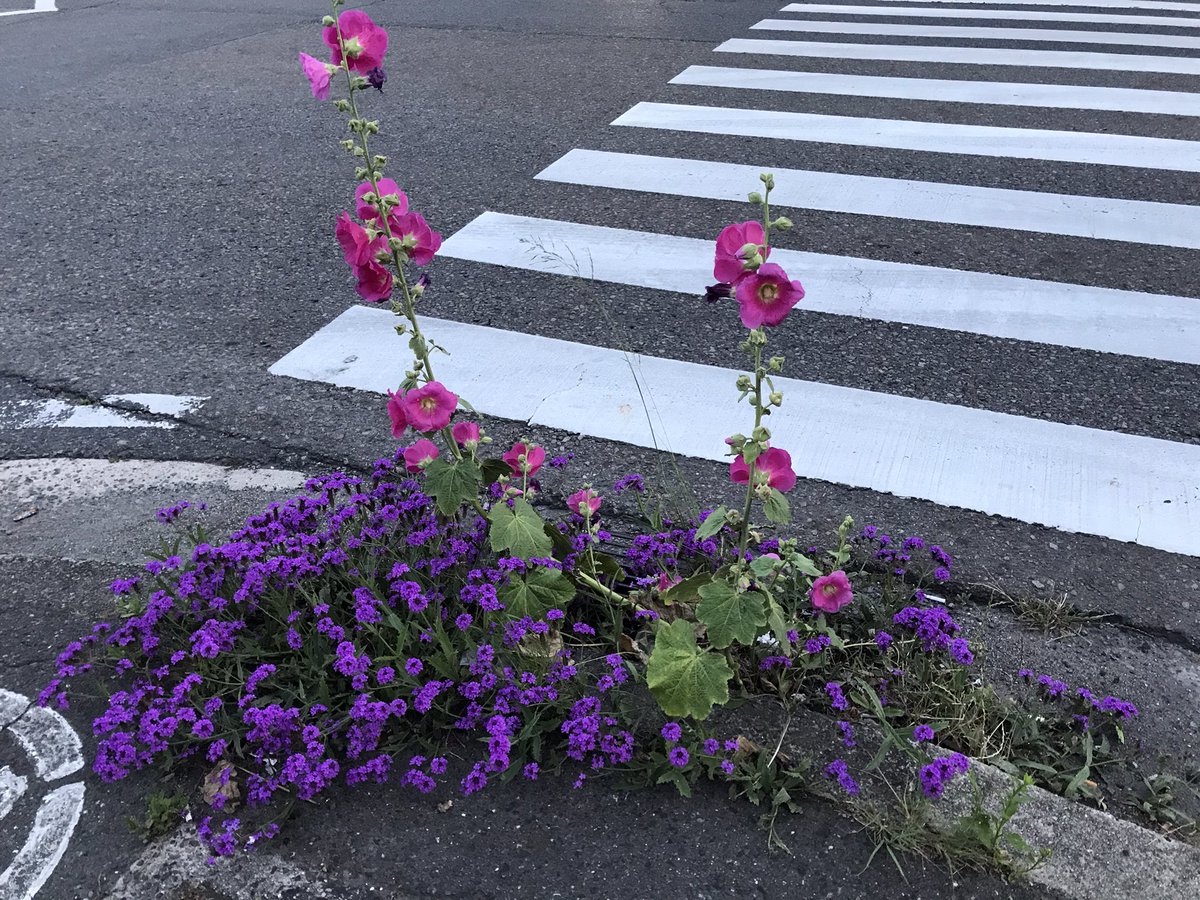 歩道と車道の隙間にしては立派すぎるほどのお花畑が誕生していた。どこから生えてるんだ？
#路上園芸