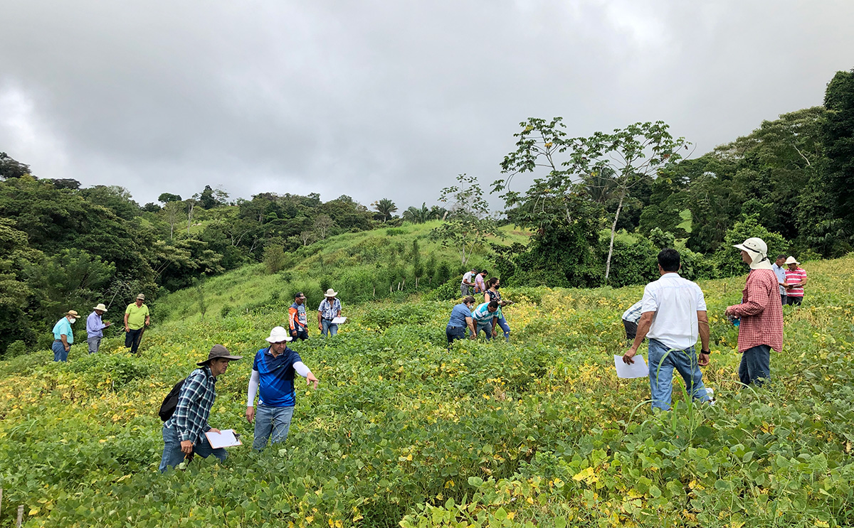 A coalition of organizations and scientists, with support from #FeedtheFuture @CropImprovement Innovation Lab, worked for 7 years to develop and test a new red bean variety in #CostaRica, where beans are a staple crop. Read more about the research journey: ow.ly/X2gq50Otsgs