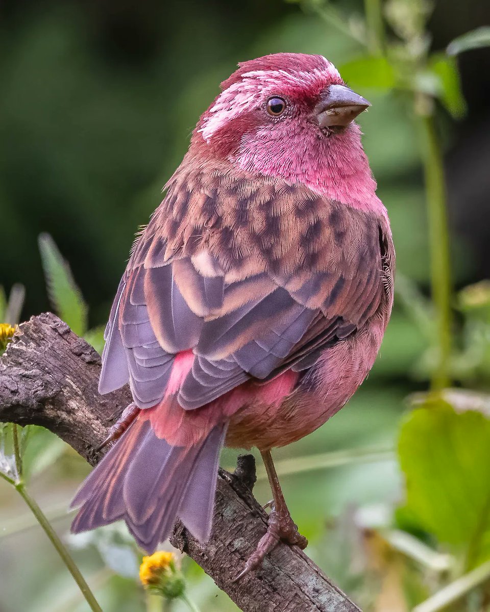 Bringing you a touch of delicate charm this Friday with the Pink-browed Rosefinch! Its rosy hues make it a true jewel of nature. Embrace the beauty that surrounds us and let it inspire your weekend #FridayFeeling #BirdPhotography #NatureLove #WeekendInspiration #BirdingAdventures