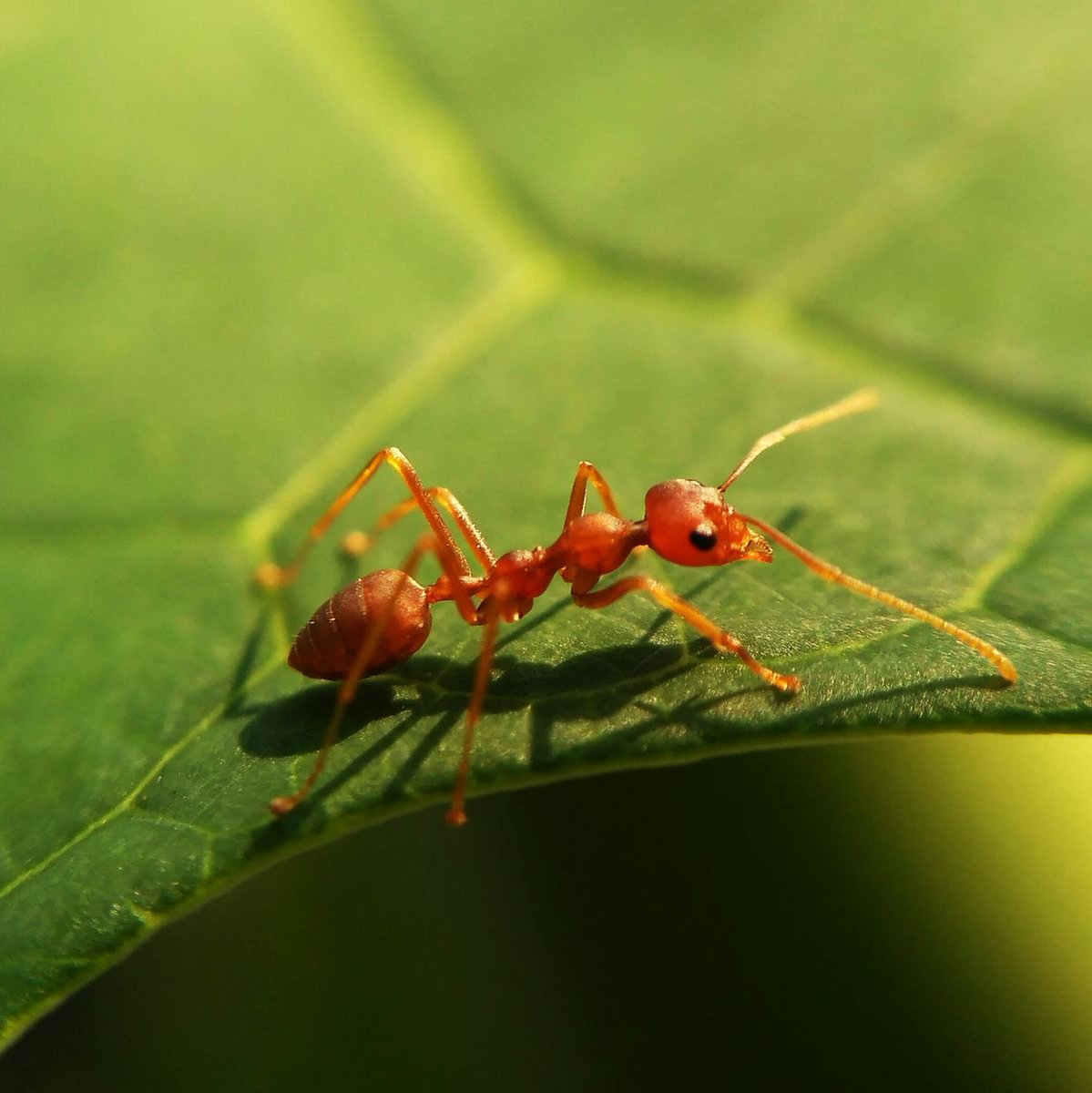 FillMershon's tweet image. green-er.net
One treatment lasts 10 months guaranteed.  We use the best products in the market to control fire ants.  This is the same effective treatment used around schools to allow kids to enjoy the outdoors safely. #GreenerLawns #FireAnts #Katy #KatyTx #KatyTexas
