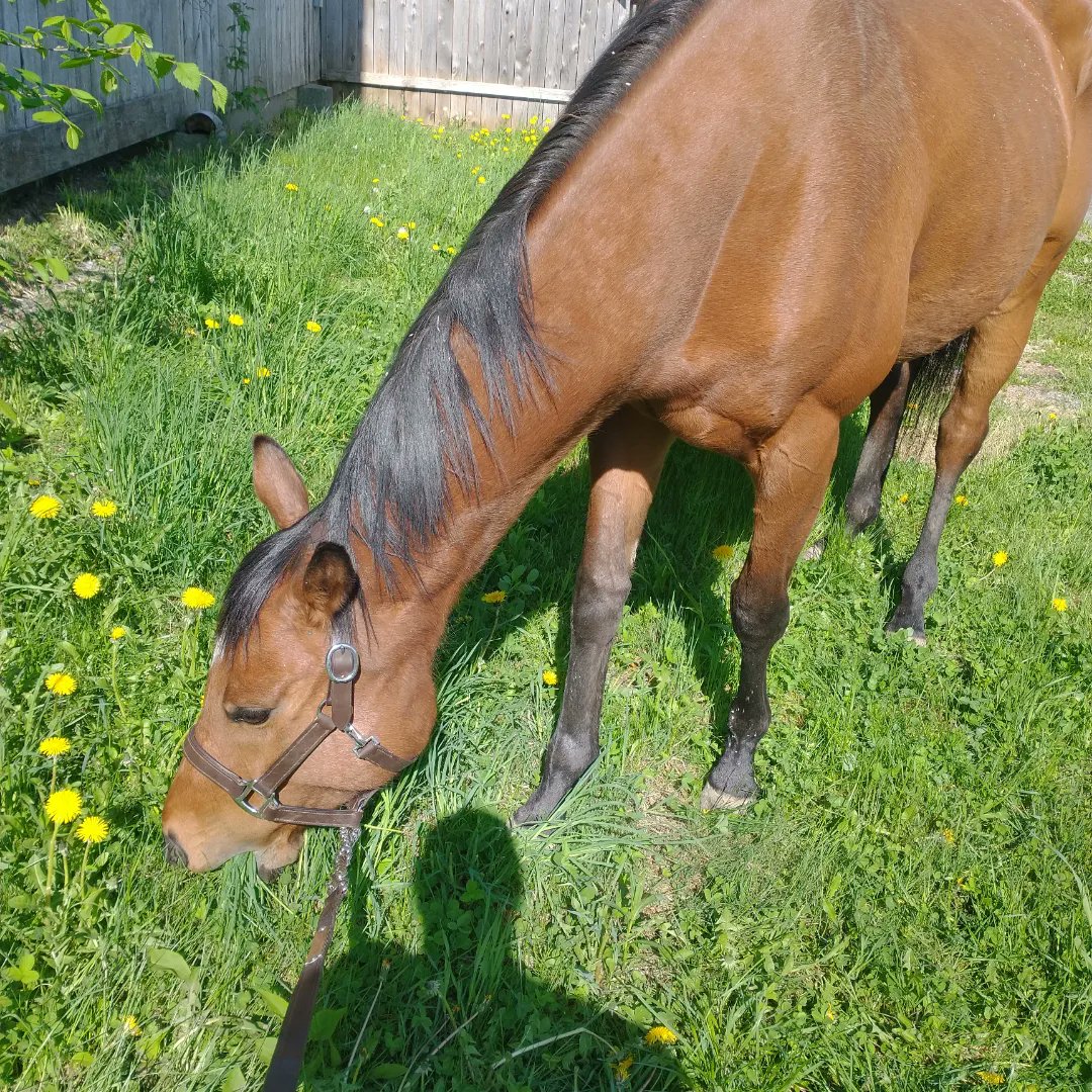 It's my rescue ex-racehorse's first competition 🥰 he's not fully ready , but we're here to have fun and give him some experience away from home