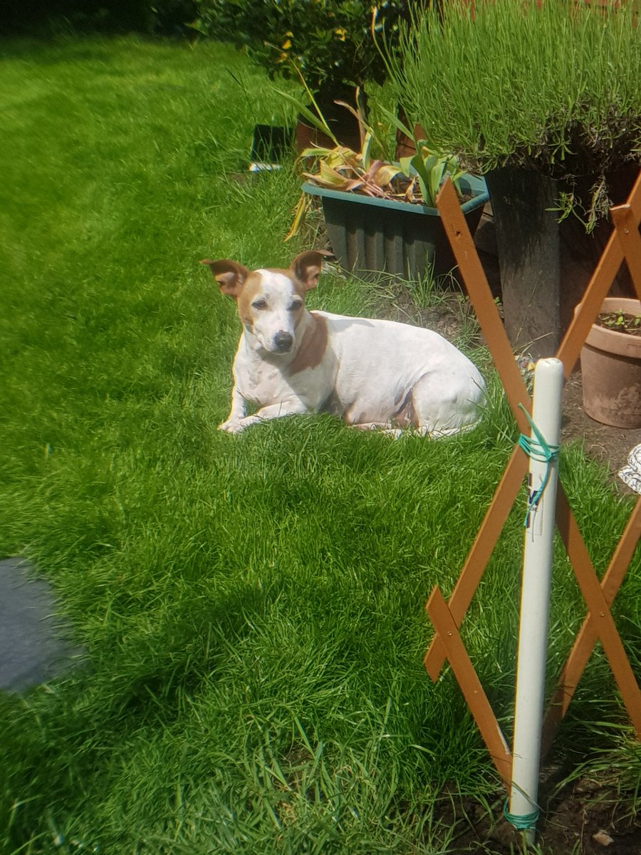 MissGarner74's tweet image. 9 years ago I adopted this little one as a 7mth old pup. I already had a 2 year old rescue dog. Other people were interested in him but we were the lucky chosen ones. #RightTimeRightPlace