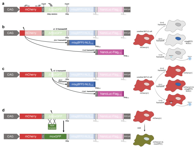 🚨 New #SCGE publication - Wettengel et al. report on the development of a multifunctional and highly adaptable reporter system for CRISPR/Cas #genomeediting.

pubmed.ncbi.nlm.nih.gov/37175977/