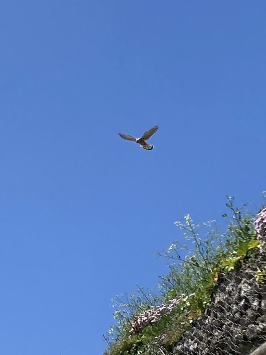 Julie Skentelbery tweet media