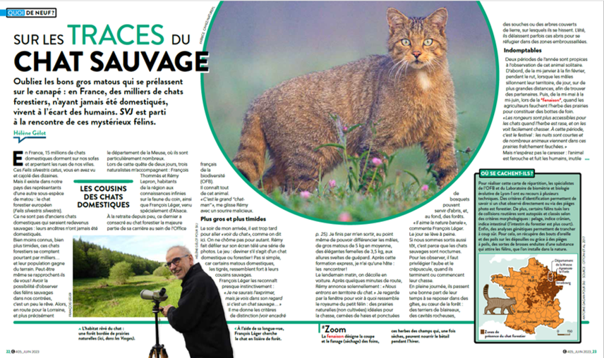 L’un des meilleurs reportages de ma vie. Dans la Meuse, sur les traces du chat forestier, en compagnie du plus grand spécialiste de cette bête sauvage ! A lire dans le SVJ n°405 en kiosques jusqu’au 14 juin.
