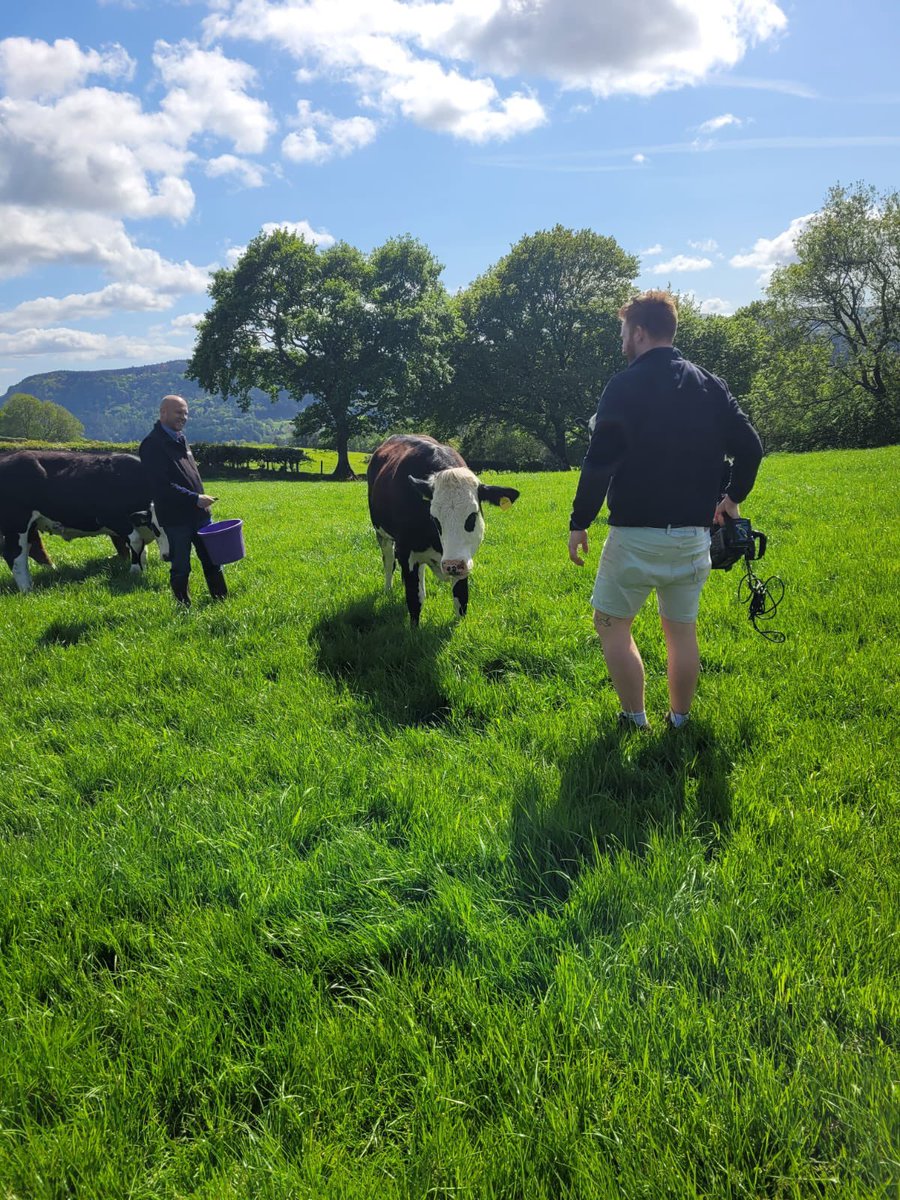 copacymru's tweet image. Cow’s that for a filming day! 🐮 Fun in the sun down on the farm. 

Mww-y o hwyl ar y fferm ar ddiwrnod braf o haf. 🐄 Mae Dave wrth ei fodd yn ffilmio yno.

#camera #cameraoperator #sony #filming #onlocation #cymru #wales #summer #haf #farm #farming #cows