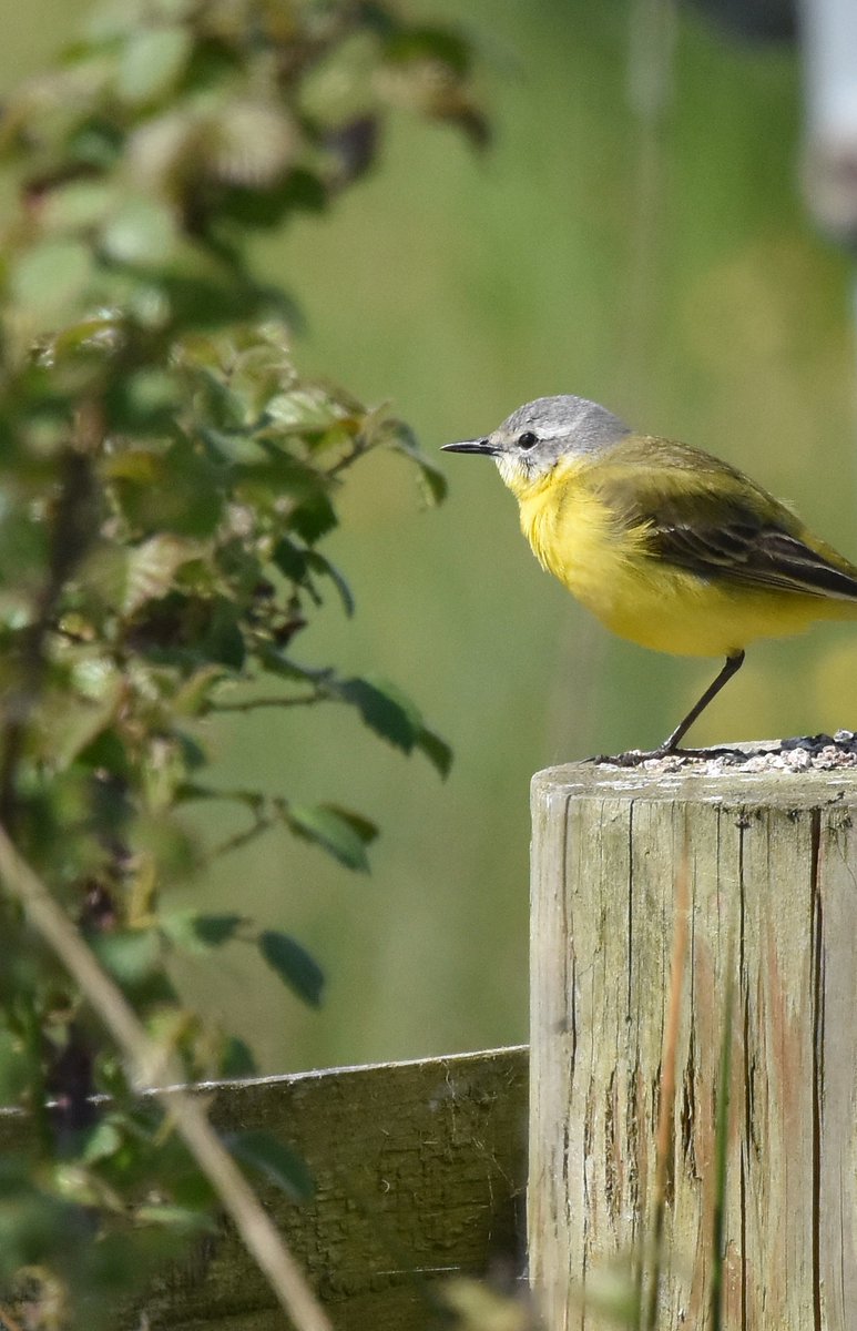 And another very obliging bird on the Somersets..... #channelwagtail #Somerset #summer