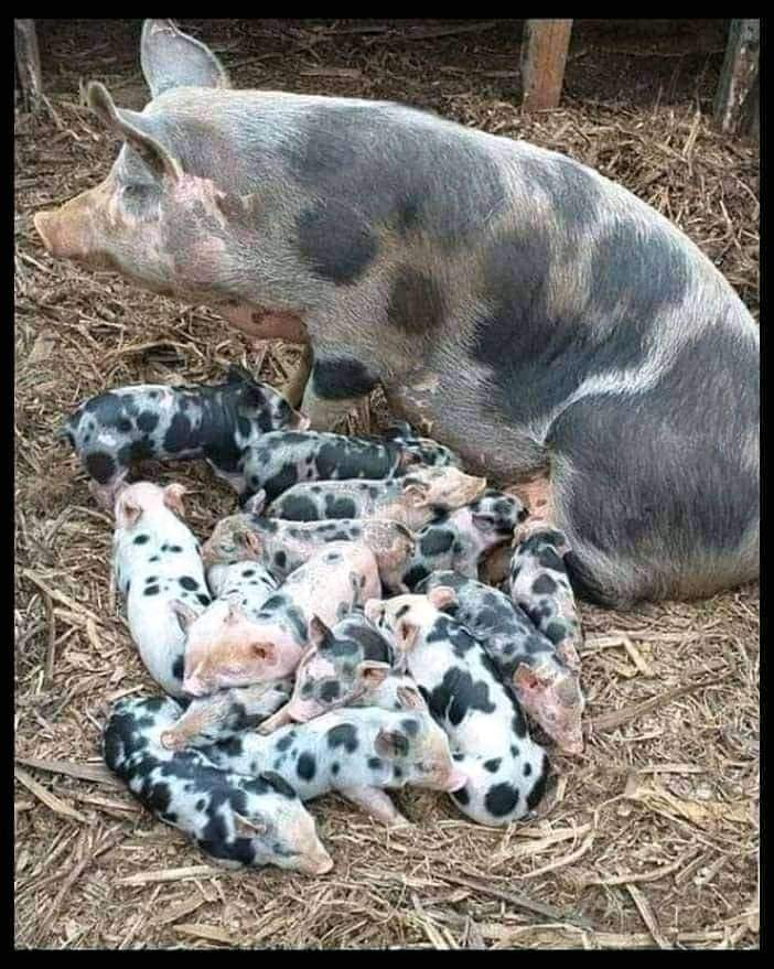 Subhash_Newari's tweet photo. "रमेश" को नशबंदी कराने पर 1500₹ मिलते हैं, 😐
और उसी दिन "सलमा" को बच्चे पैदा करने पर 6000₹ मिलते हैं😏
जनसंख्या ऐसे कैसे कंट्रोल होगी साहब? 🤔
#Population_Control_Act
@HMOIndia @PMOIndia @unisefworld @WHO @8PMnoCM @1stIndiaNews @Sndp_bhardwaj @KatewaVikram2 @RubikaLiyaquat https://t.co/UyGUgyBdqH