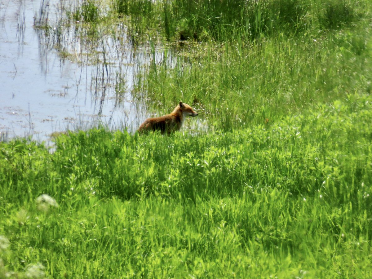 Farnellian's tweet image. It’s #FoxDay - time to share the joy of these creatures with whom we share our spaces. These are a few from the local area, including one that visits our garden in the wee hours.

#FoxDay2023 @WTBBC