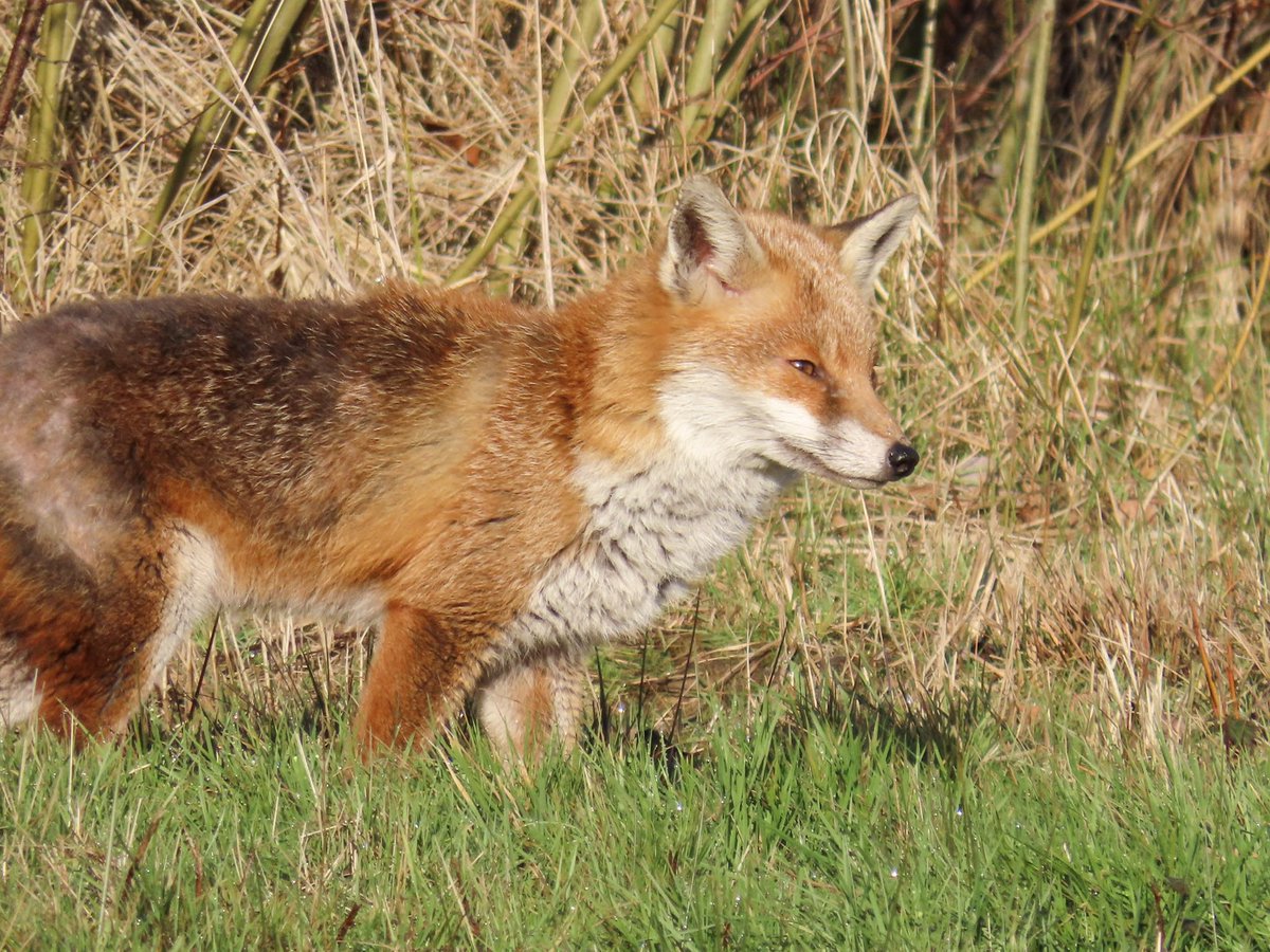 Farnellian's tweet image. It’s #FoxDay - time to share the joy of these creatures with whom we share our spaces. These are a few from the local area, including one that visits our garden in the wee hours.

#FoxDay2023 @WTBBC
