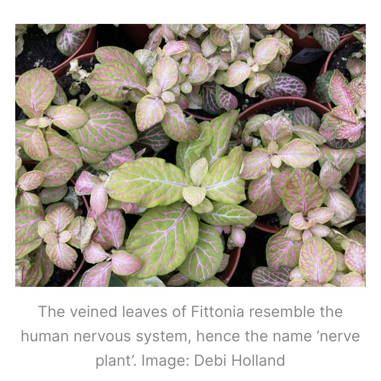 Relax &spend some quality time with yr  #houseplants  #bankholiday! Read my latest #houseplant of the Month feature at #Plantsmith #Fittonia. Get the low down &keep your #plants looking fab
plantsmith.co.uk/fittonia-nerve…
#houseplants #gardening #gardeningtips #indoorgarden #indoorplants