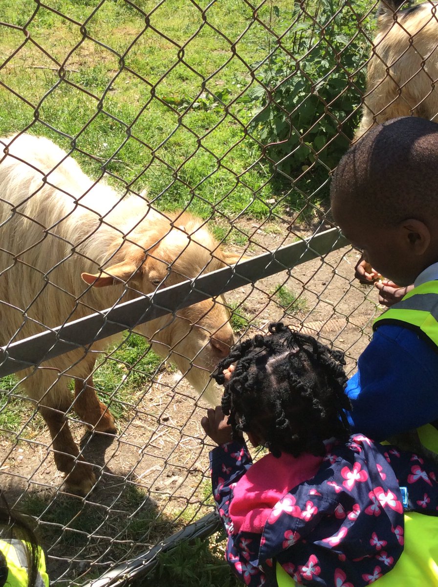 Foxfield Maple Class tweet media