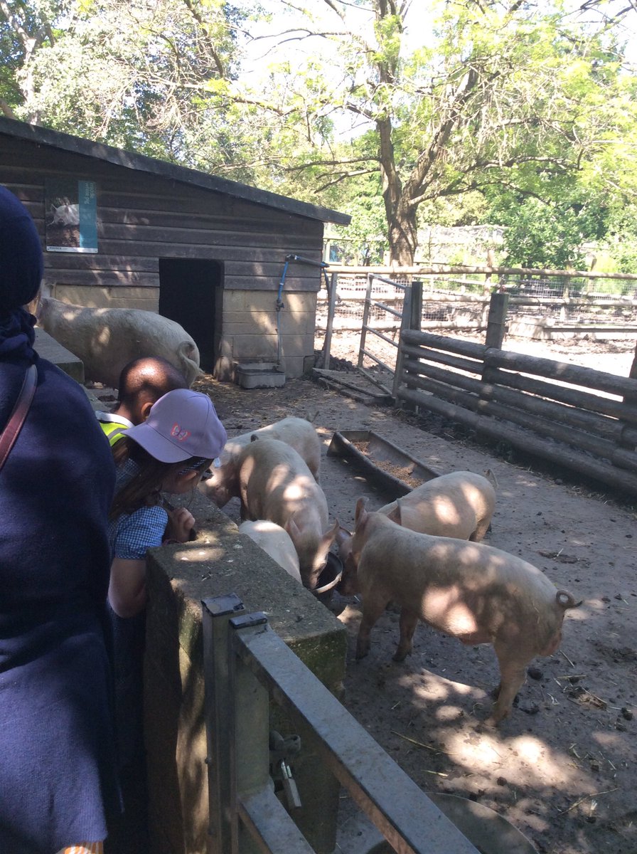 Foxfield Maple Class tweet media