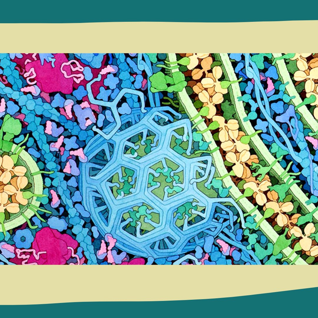 Os mostramos una ilustración de David S. Goodsell. 

Primera regla para encontrar la inspiración: ¡Aprende de los grandes! ✨