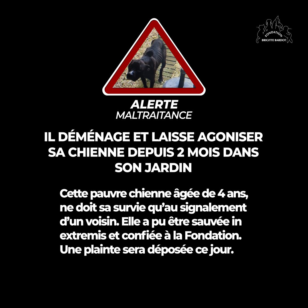 FBB_Officiel's tweet photo. 🔴 #AlerteMaltraitance
Un nouveau drame s’est joué hier dans une commune aux alentours de Rouen.
Un voisin qui s’inquiétait de ne plus voir de mouvement dans une maison voisine, mais apercevant toujours la chienne du propriétaire laissée seule dans le jardin depuis plusieurs semaines, a alerté la gendarmerie.

Cette pauvre chienne, âgée de 4 ans, ne doit sa survie qu’à un commerçant qui lui jetait un petit peu de nourriture et lui donnait de l’eau, pensant que le propriétaire allait revenir…
Il s’est avéré que l’auteur des faits a déménagé depuis 2 mois en laissant volontairement mourir sa chienne agoniser lentement...

👉 Confiée par réquisition à la Fondation Brigitte Bardot qui prendra en charge tous les soins dont elle aura besoin, cette pauvre chienne que nous avons renommée Athena a été installée confortablement dans l’un de nos refuges afin qu’elle puisse se rétablir. Elle est très amaigrie, mais devrait survivre. Malgré l’horreur vécue, Athéna est très gentille et en demande absolue de réconfort !
➡ Une plainte sera déposée ce jour.