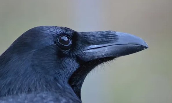 Poisoned baits & dead raven found on Invercauld Estate in Cairngorms National Park: Police Scotland appeals for information.

Details in new blog ⬇️⬇️

raptorpersecutionuk.org/2023/05/26/poi…