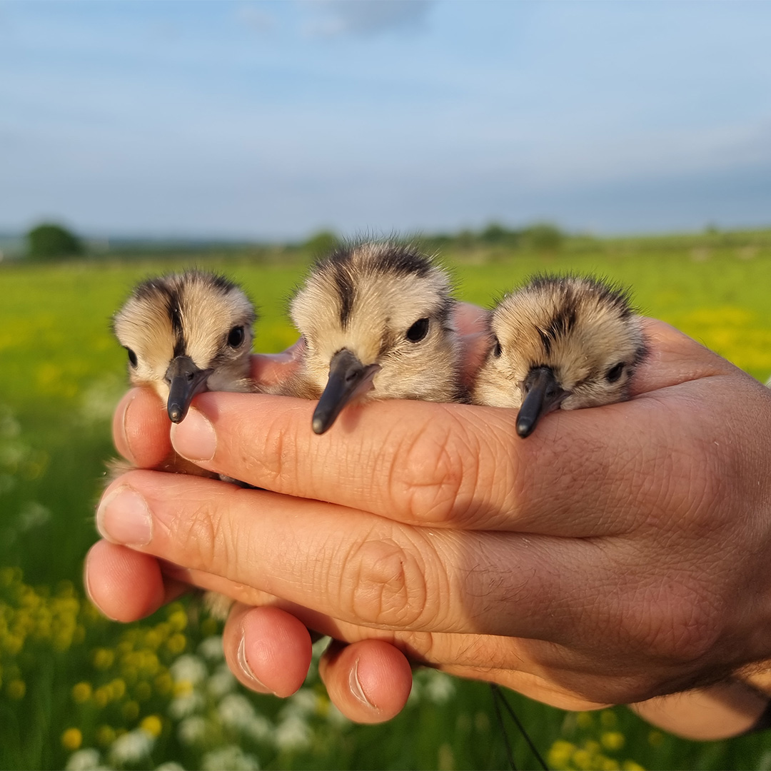 This week we saw a MAJOR lifeline to curlew numbers in the Severn and Avon Vales!

SIX chicks have been recorded from two nests – both born to pairs with one head-started and one wild bird 🐣