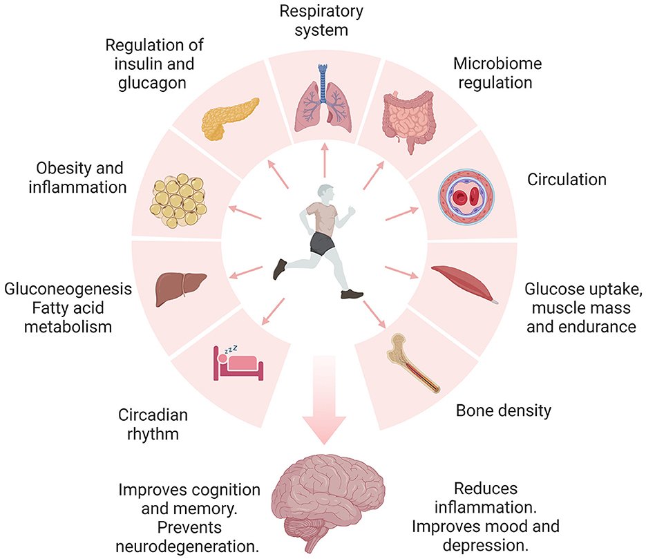 El ejercicio mejora el metabolismo d la glucosa y d los ácidos grasos, reduce la inflamación, la resistencia a l insulina, l obesidad y l diabetes. Además, mejora la circulación sanguínea, regula la microbiota y el metabolismo d los nutrientes. Al #hilo👇

doi.org/10.3389/fnagi.…