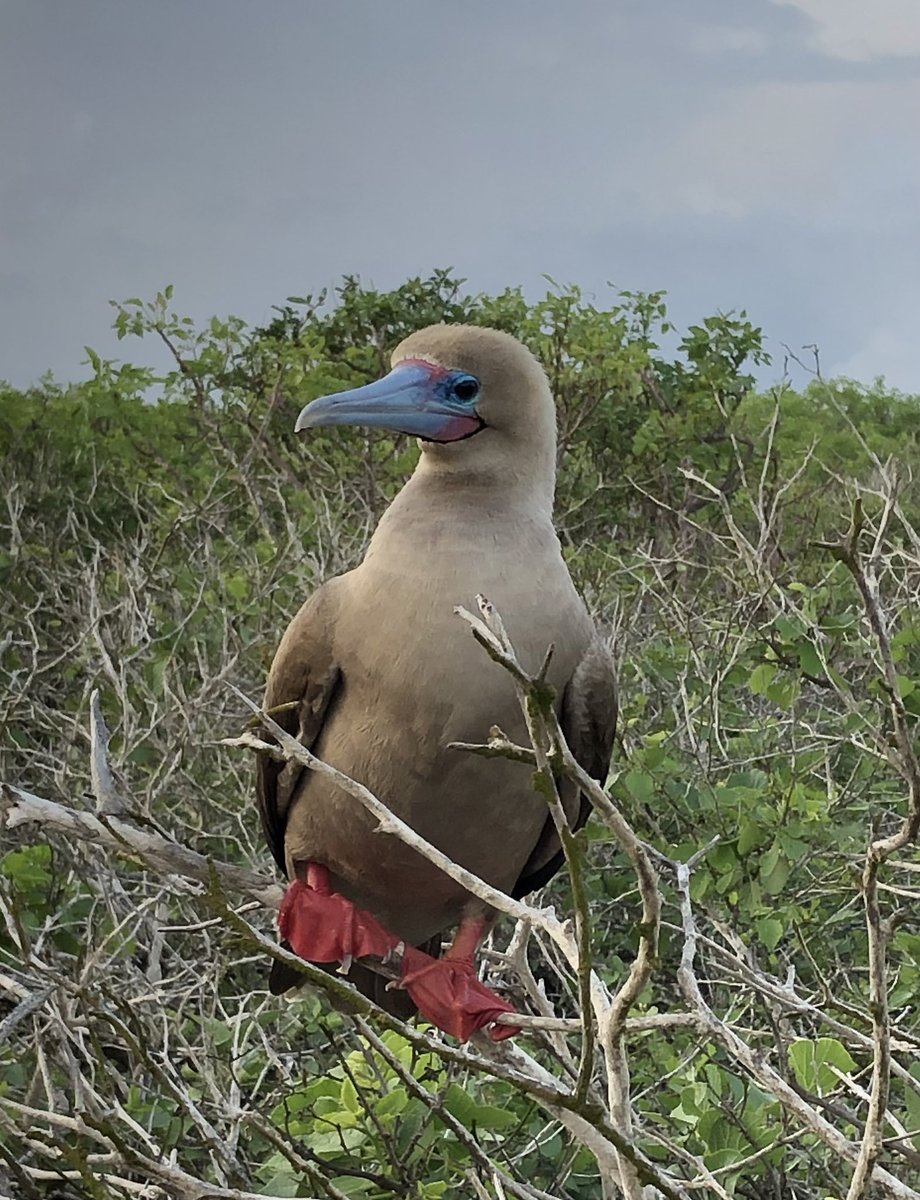 The birds of the #Galápagosislands were on full display during my recent visit with #lindbladexpedition Read my perspective here reneeharmon.com/2023/05/24/wel… #surfingthewavesofalzheimers #birdsofgalapagos #redfootedbooby #bluefootedbooby #nazcabooby #wavedalbatross #greatfrigatebird