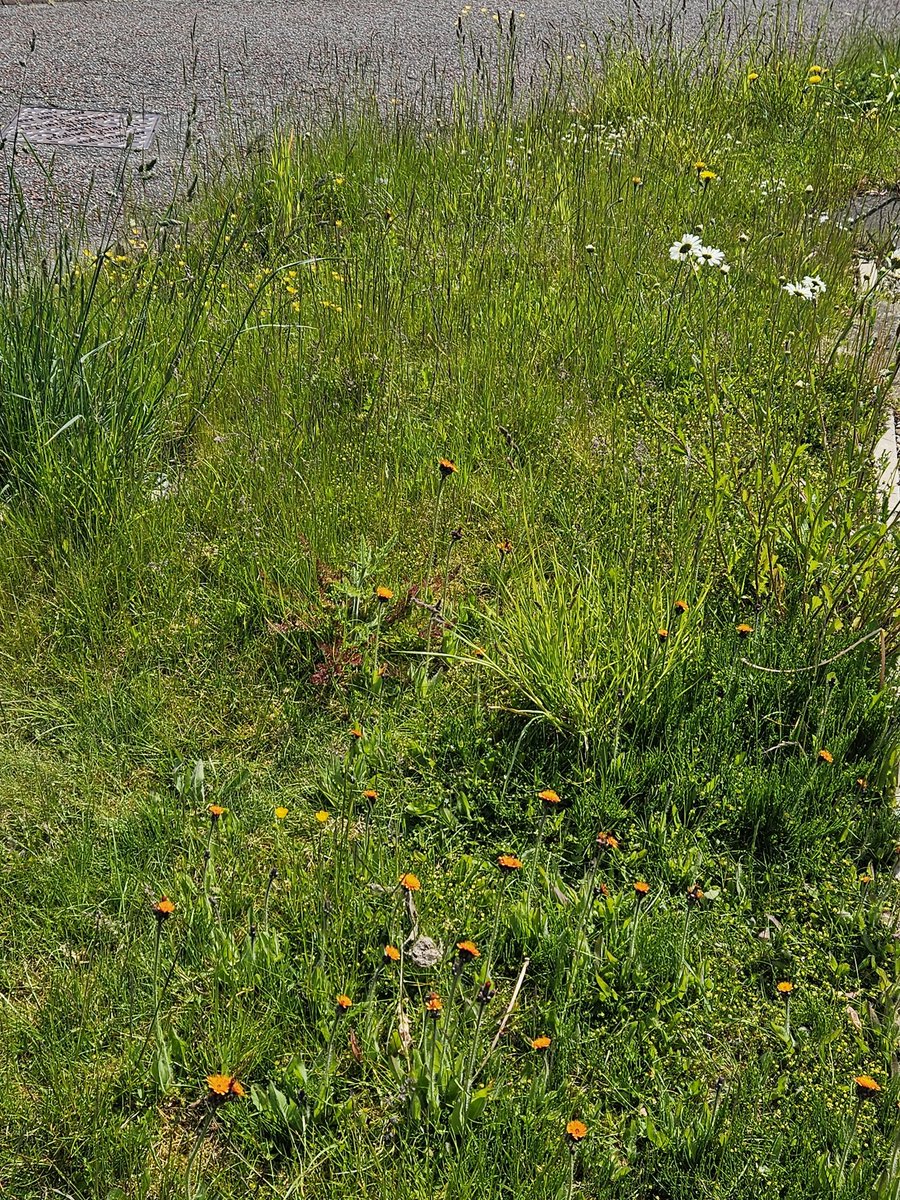 Current state of the front 'lawn' the wildflowers are arriving on their own.
The two pots have dog violets in that I'm hoping will seed themselves. 🙏
#NoMowMay