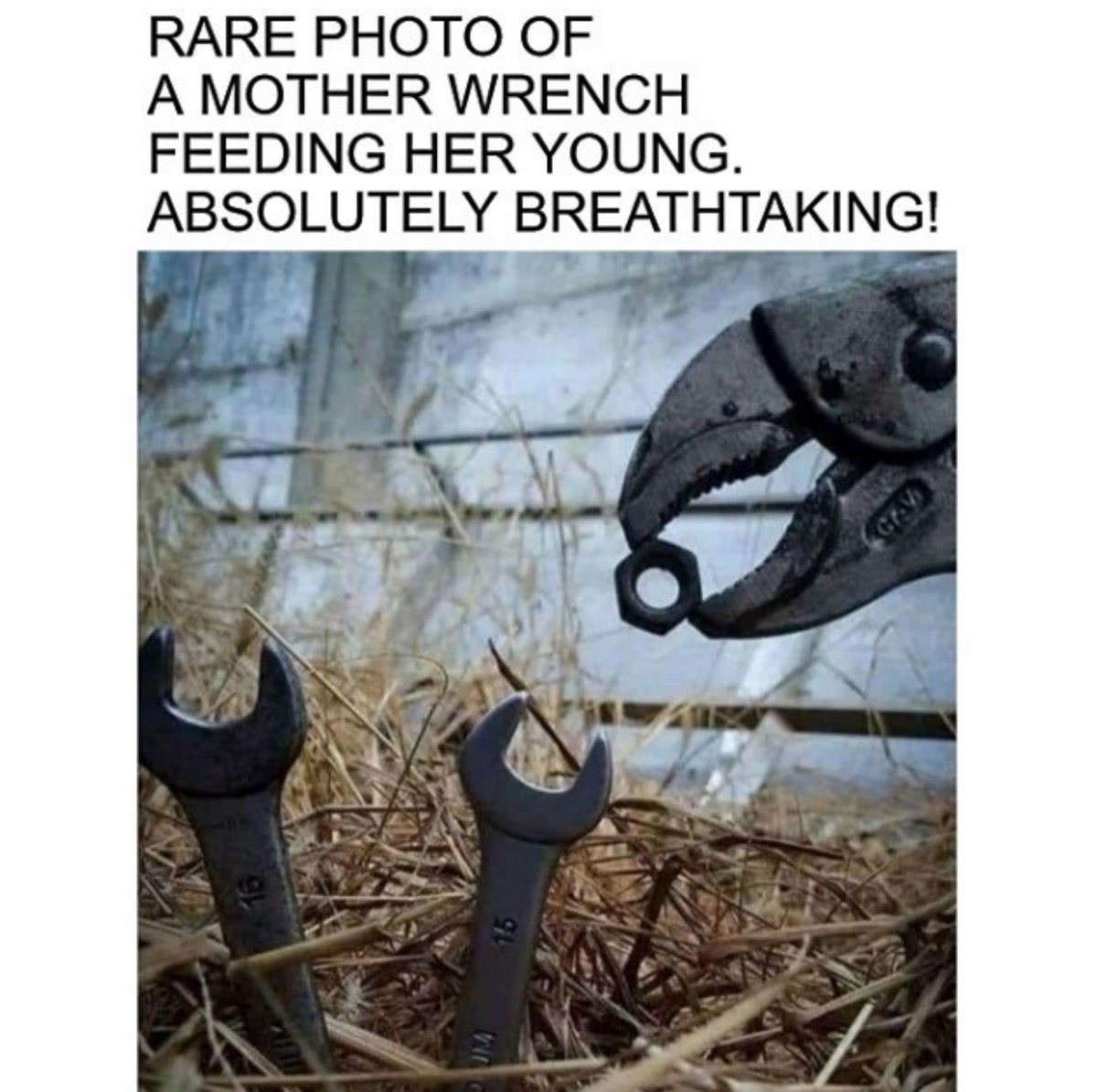 windlock's tweet image. Happy Friday! #FridayFunny
Where&apos;s David Attenborough when you need him?
🔧
#ConstructionMeme #ConstructionHumor #Drywall #Contractor #Drywalllife #ContractorHumor #Windlock