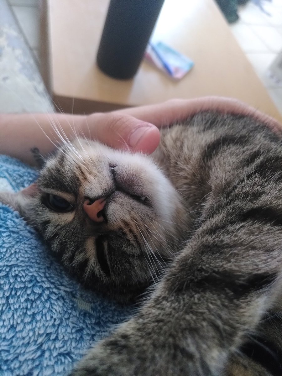 On a deux chats qui vont chez le véto aujourd'hui, donc ça veut dire frais médicaux !
Si vous pouviez faire tourner la boutique ça aiderais beaucoup 🦊

la-taniere-detha.sumupstore.com