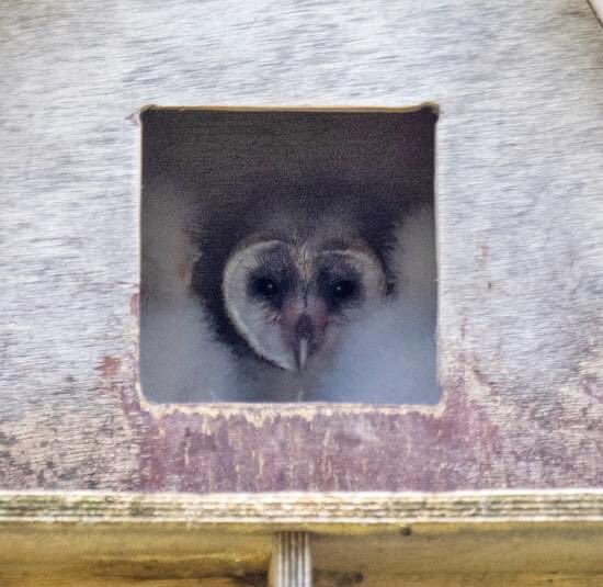 Birdwingeu's tweet photo. So pleased with the success of our nestbox program in 2023. At the Evros Delta, Greece, over 90% of our nestboxes have been occupied by Rollers, Little Owls, Barn Owls and Kestrels this year. Here is one of our Barn Owl boxes which has been adopted and has three chicks inside! https://t.co/wxkcSZYjzQ