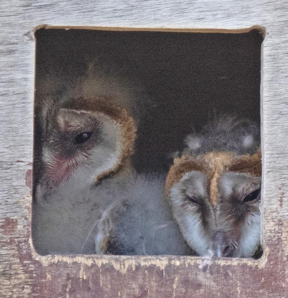 Birdwingeu's tweet photo. So pleased with the success of our nestbox program in 2023. At the Evros Delta, Greece, over 90% of our nestboxes have been occupied by Rollers, Little Owls, Barn Owls and Kestrels this year. Here is one of our Barn Owl boxes which has been adopted and has three chicks inside! https://t.co/wxkcSZYjzQ