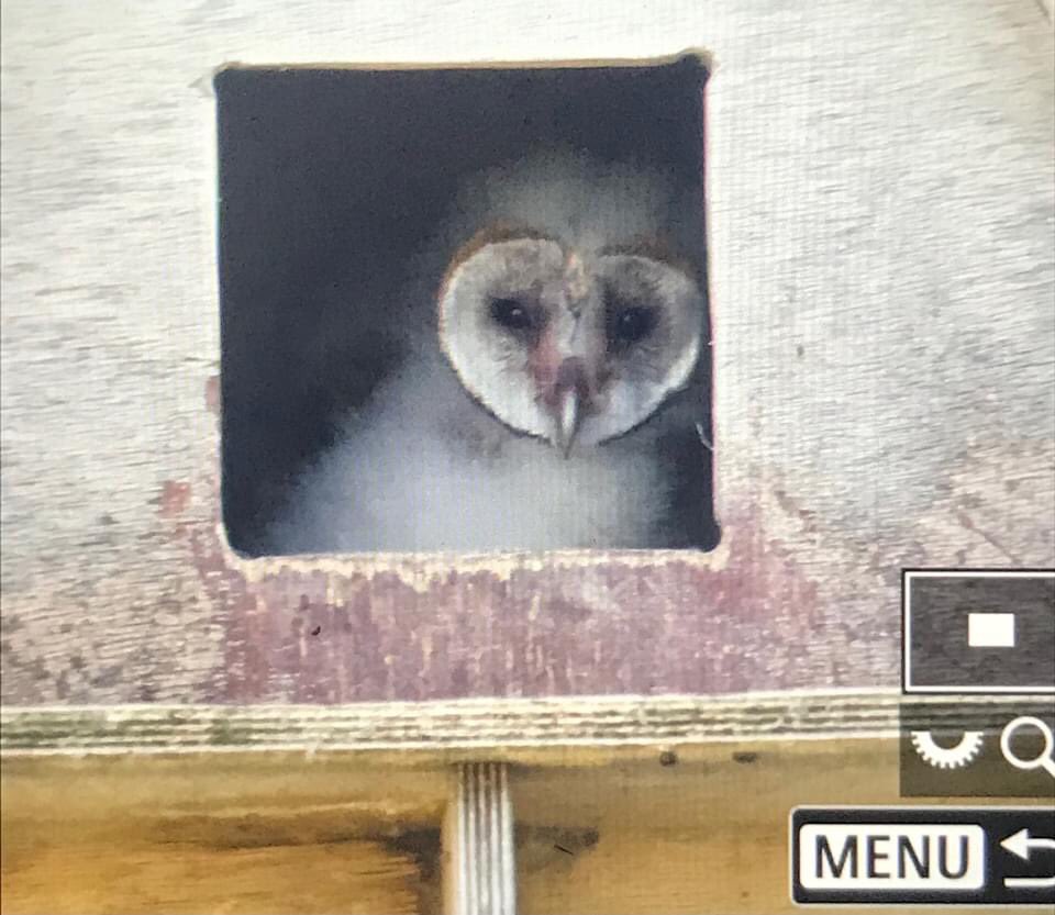 Birdwingeu's tweet photo. So pleased with the success of our nestbox program in 2023. At the Evros Delta, Greece, over 90% of our nestboxes have been occupied by Rollers, Little Owls, Barn Owls and Kestrels this year. Here is one of our Barn Owl boxes which has been adopted and has three chicks inside! https://t.co/wxkcSZYjzQ