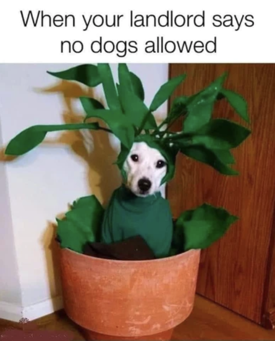BestPetsCo82641's tweet image. #nodogsallowed #apartmentliving #dogsrule #dogslife