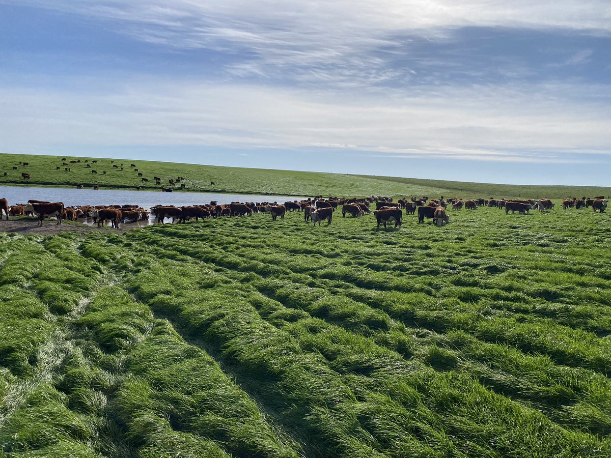 La Baronesa 💪 . Carga en 750 kg PV/ha y faltan bocas. Pasturas en modo primavera . Tasas de crecimiento muy arriba de lo planificado por nitrógeno post seca y veranillo. Preparados para ajustar rápido cuando lleguen los fríos y días más cortos . Buen arranque <a href="/CharlieBosch/">Charlie Bosch</a>