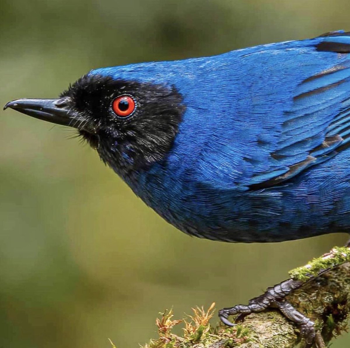 #UnaJugaditaEs  levantarse temprano , tomarse un tintico y salir a un parque, humedal, bosque o entorno natural para que tus ojitos hermosos 🥹  puedan apreciar las más de 1900 especies de aves presentes en Colombia 🇨🇴 😀😃
#BiodiversityDay #BirdsOfTwitter 
@bogotabirding