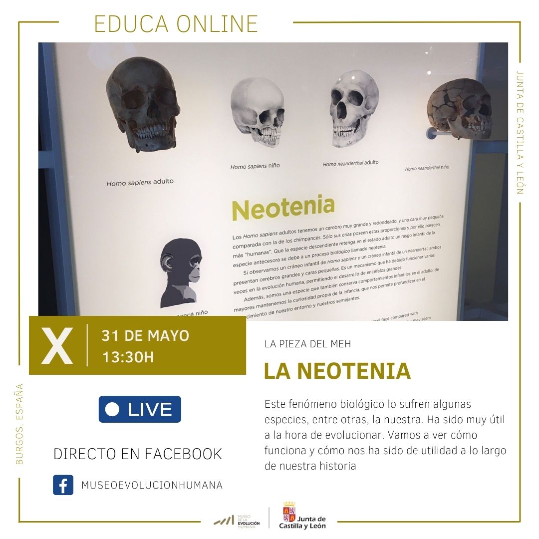 MuseoEvoluciónHumana on Twitter: 
