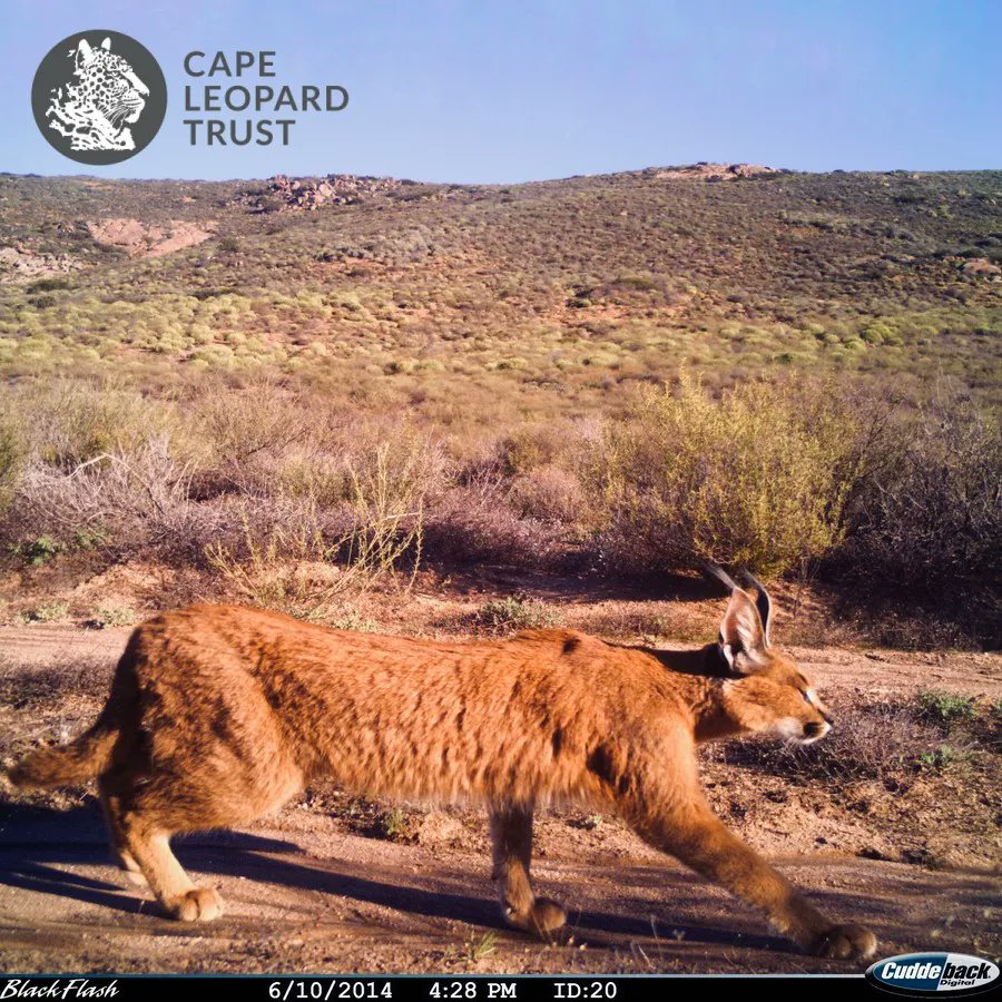 Just sliding into the weekend like…😸
A stalking #caracal caught on a @Cape_Leopard Trust #cameratrap in the #Namaqualand 
Happy Friday everyone!
#FridayFlashback #caracals #caracalcaracal #caracalcat #rooikat #FelineFriday