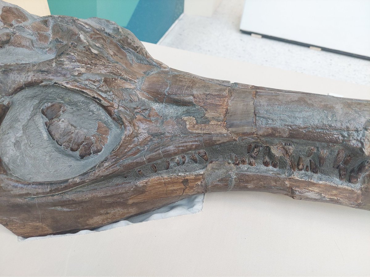 HerbertCurators's tweet photo. Welcome back ichthyosaur! Looking great after a face lift by @MrIchthyosaurus and a 'quick' scan @wmgwarwick. The skull and matrix is very dense, but some features have shown up, we hope to update more on the future. For now, enjoy our Jurassic Warwickshire display over half term https://t.co/XiLQAs1vHv