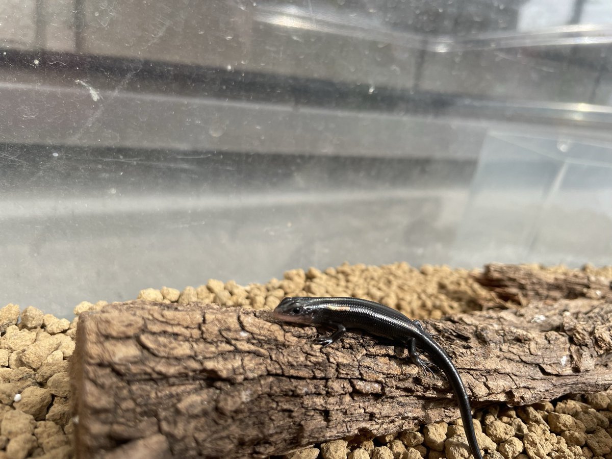 Amphisp1's tweet image. クロトカゲ定期。
メラニスティックじゃなくてアザンなのかしら？

 #ニホントカゲ