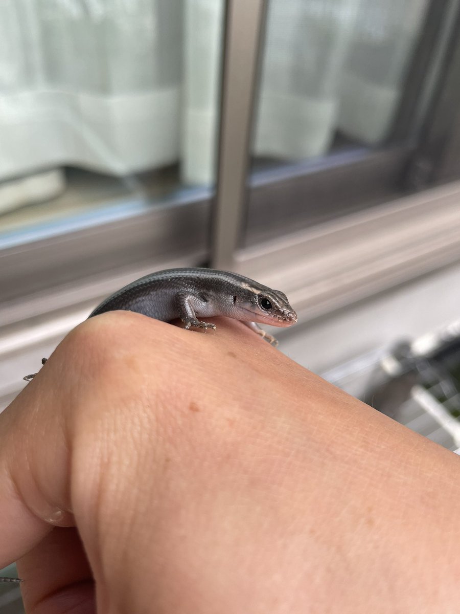 Amphisp1's tweet image. クロトカゲ定期。
メラニスティックじゃなくてアザンなのかしら？

 #ニホントカゲ