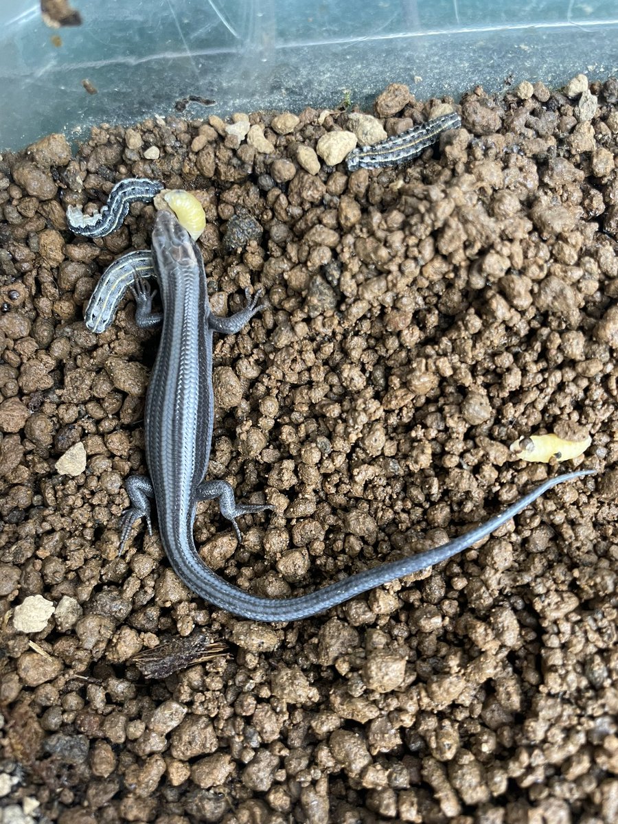 Amphisp1's tweet image. クロトカゲ定期。
メラニスティックじゃなくてアザンなのかしら？

 #ニホントカゲ