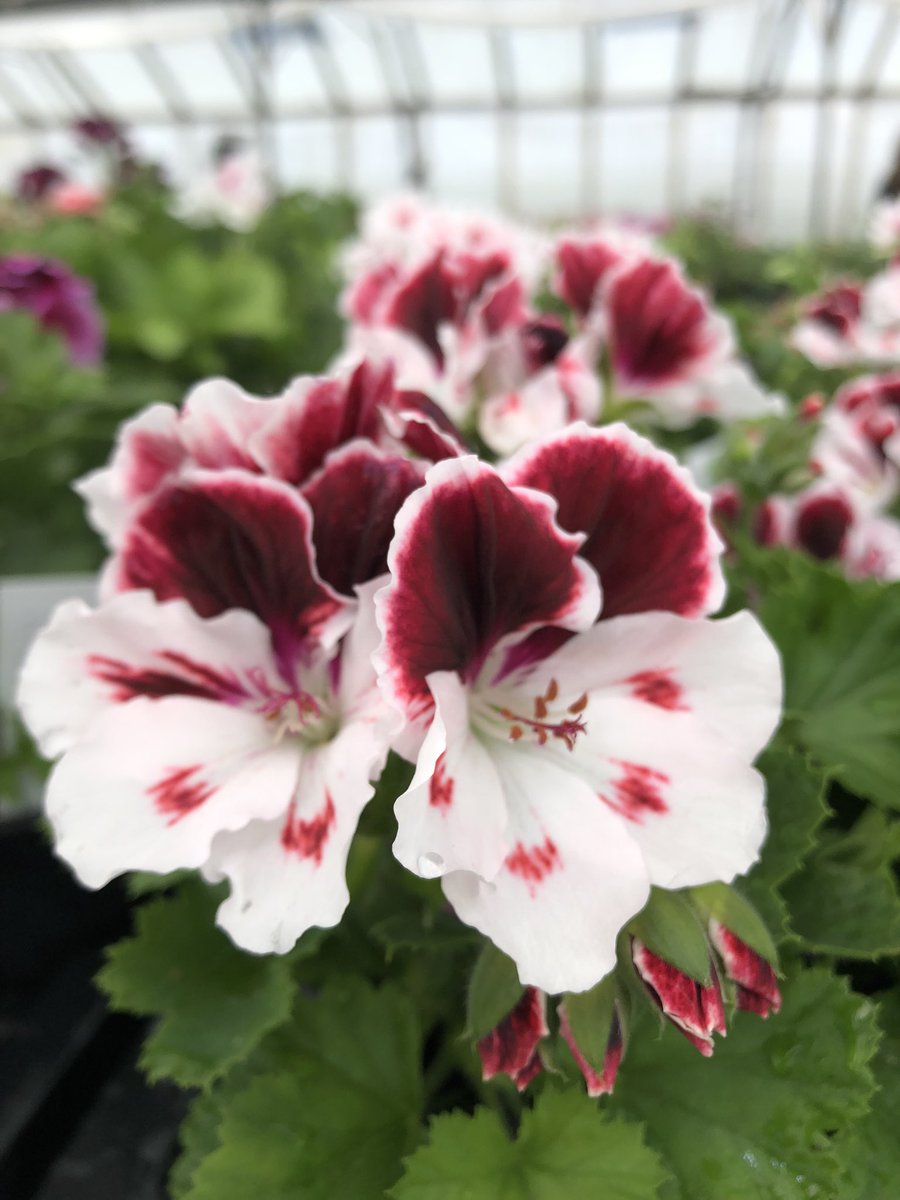 Regal Pelargonium ‘Georgia’ amongst others still currently available in the sales house on the nursery… Currently. But not for long!