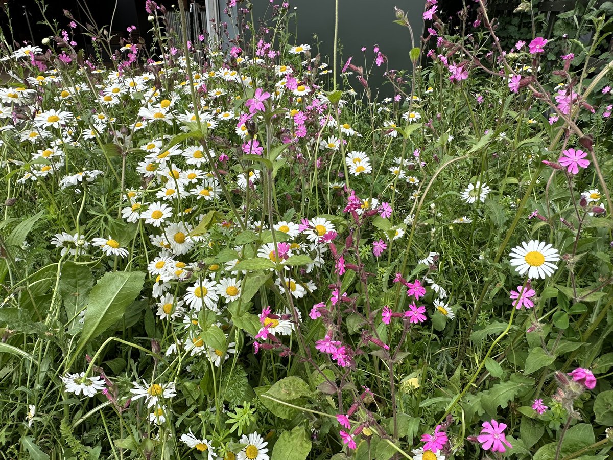 Lovely to catch up with @justadamtalk at the @The_RHS #ChelseaFlowerShow this week in his new gig with @thenewtsomerset - and write up my copy surrounded by flowers….and lot of lovely cheese! 😋