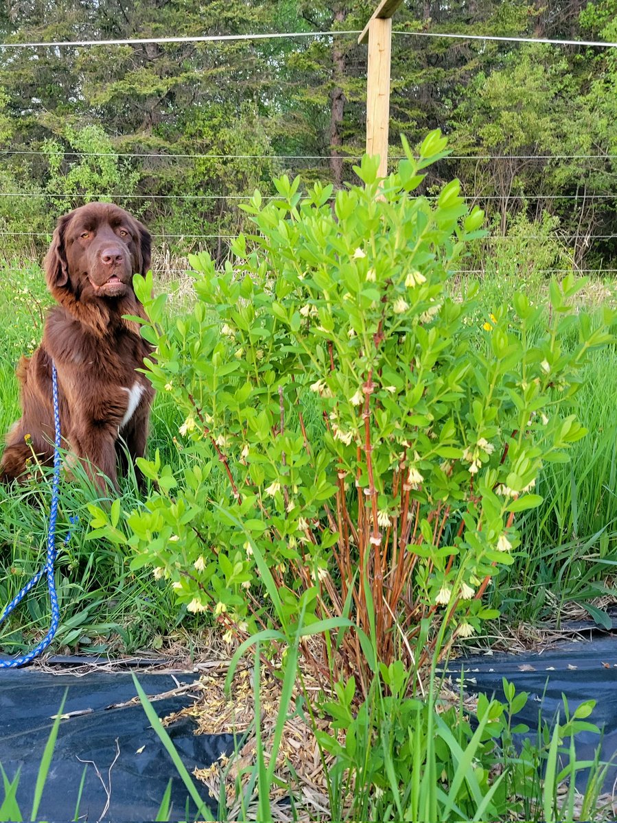 #haskapshrubs are in full #bloom, along with the mosquitoes! #Honeybeehaskaps are now taller than the dog! And the #haskapberries are beginning to form!
#excited #honeyberryfruits #northernontariohaskaps  #haskapontario