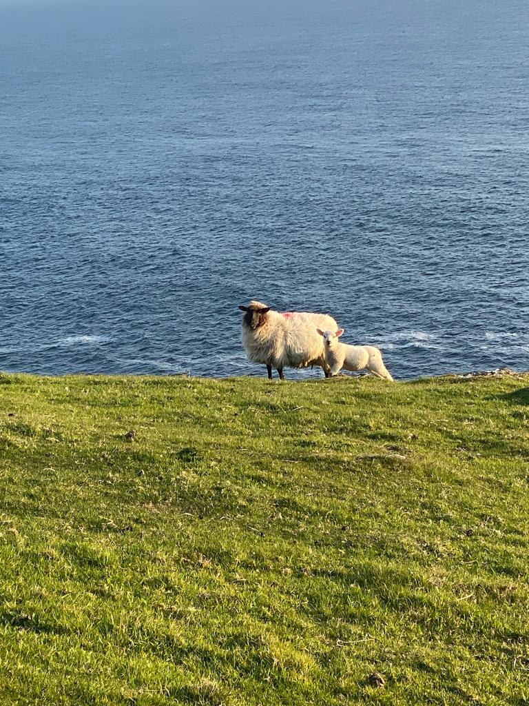 Our welcoming committee is ready to greet you to the #SkelligCoast Call in to us at the distillery shop to pick up a gift and you passing. #SkelligSix18 #Cahersiveen #IrishWhiskey #IrishWhisky